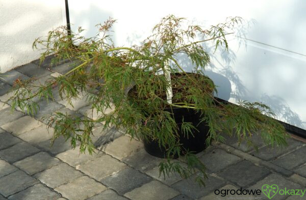 KLON PALMOWY HANA MATOI PBR Acer palmatum