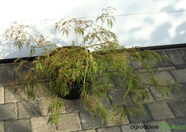 KLON PALMOWY HANA MATOI PBR Acer palmatum