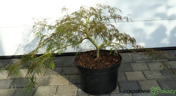 KLON PALMOWY HANA MATOI PBR Acer palmatum