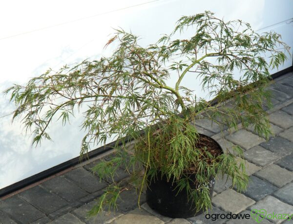 KLON PALMOWY HANA MATOI PBR Acer palmatum