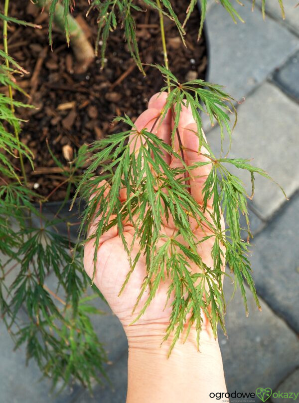 KLON PALMOWY HANA MATOI PBR Acer palmatum