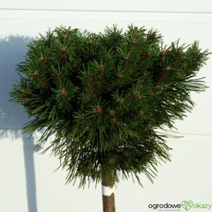 SOSNA GÓRSKA SATURN Pinus mugo