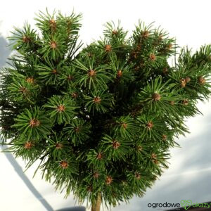 SOSNA GÓRSKA SATURN Pinus mugo
