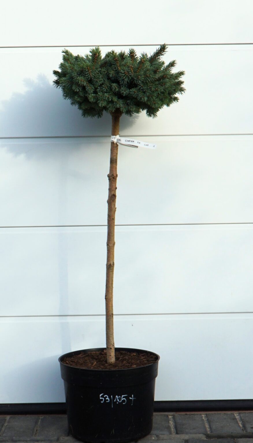 ŚWIERK ENGELMANNA CIENEGA Picea engelmannii
