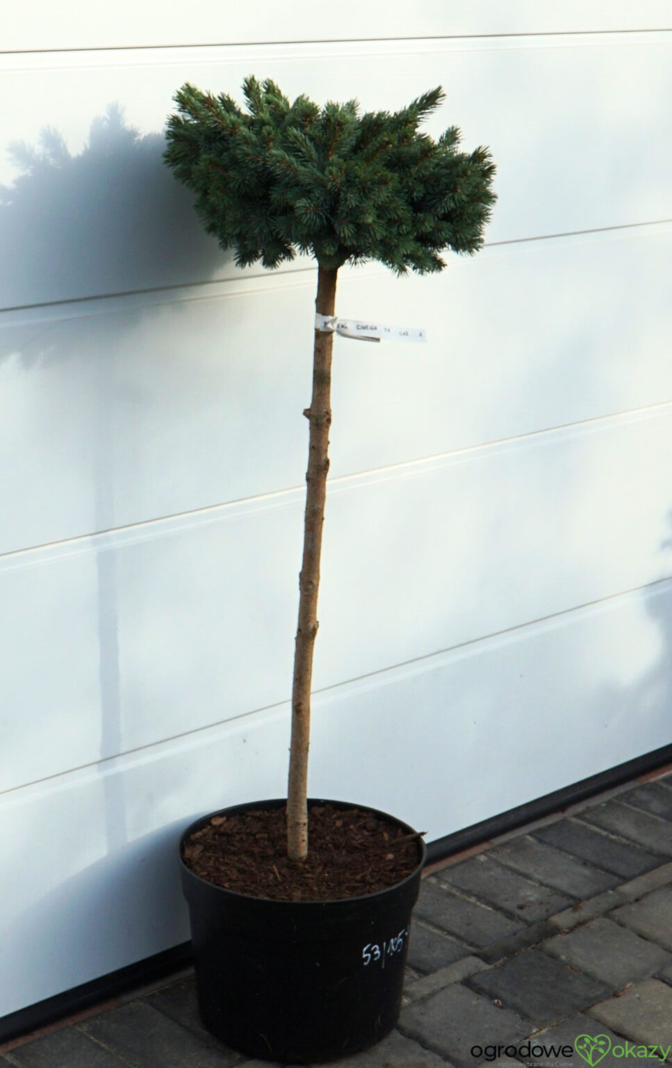ŚWIERK ENGELMANNA CIENEGA Picea engelmannii