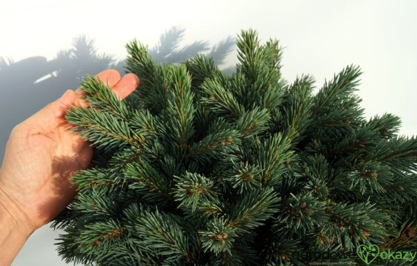 ŚWIERK ENGELMANNA CIENEGA Picea engelmannii