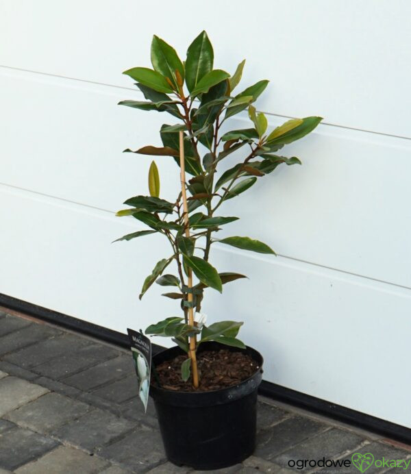 MAGNOLIA WIELKOKWIATOWA LITTLE GEM Magnolia grandiflora