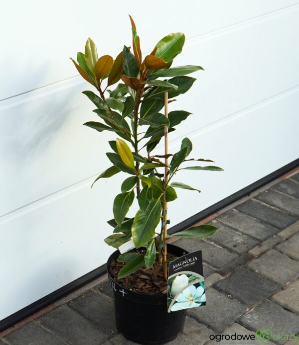 MAGNOLIA WIELKOKWIATOWA LITTLE GEM Magnolia grandiflora