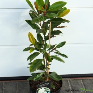MAGNOLIA WIELKOKWIATOWA LITTLE GEM Magnolia grandiflora