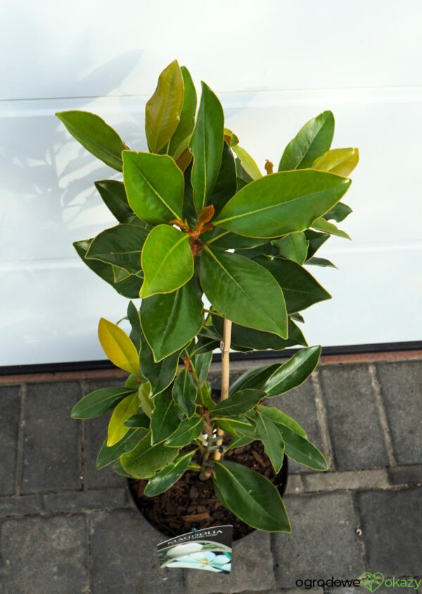 MAGNOLIA WIELKOKWIATOWA LITTLE GEM Magnolia grandiflora