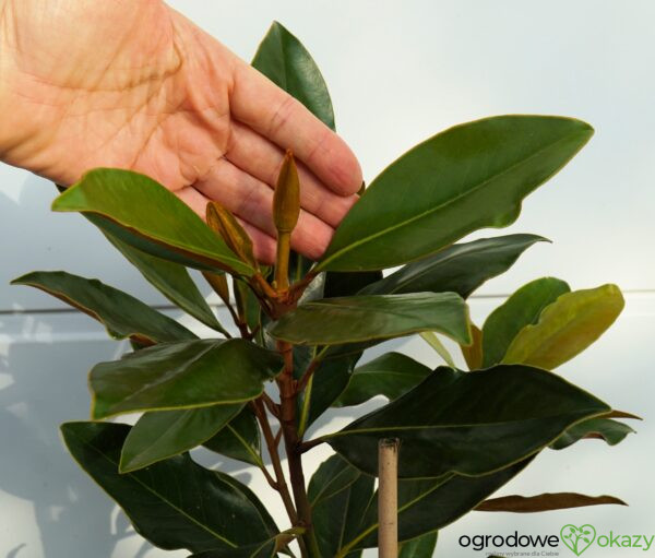 MAGNOLIA WIELKOKWIATOWA LITTLE GEM Magnolia grandiflora