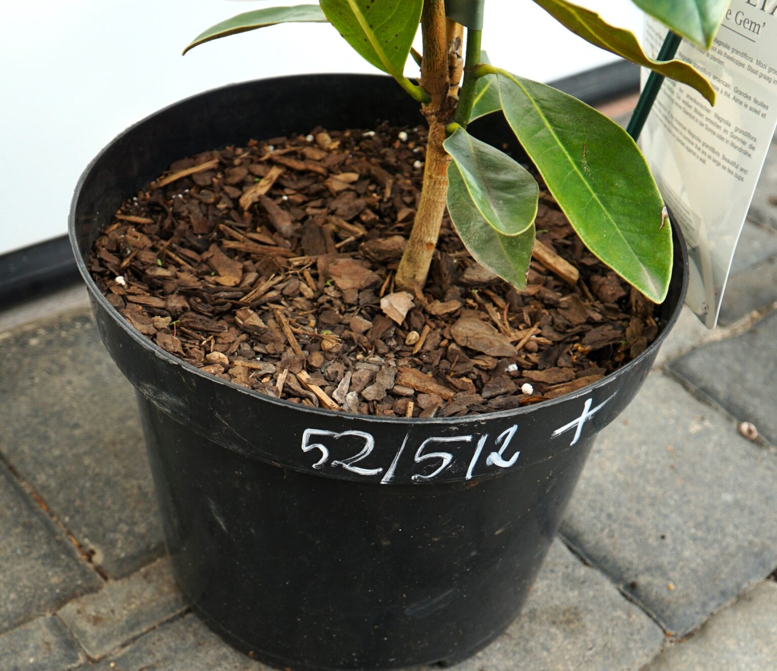 MAGNOLIA WIELKOKWIATOWA LITTLE GEM Magnolia grandiflora