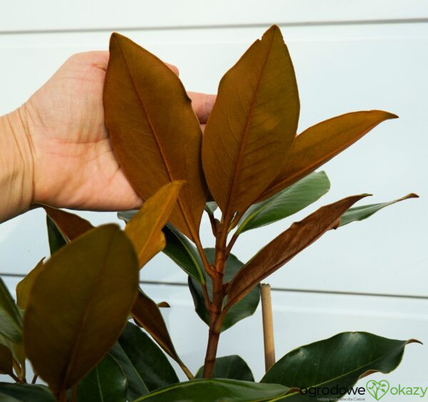 MAGNOLIA WIELKOKWIATOWA LITTLE GEM Magnolia grandiflora