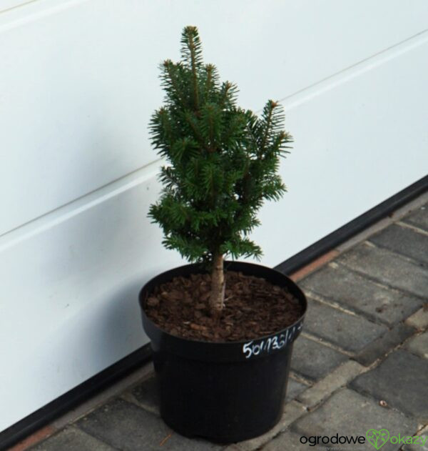 JODŁA POSPOLITA PYRAMIDALIS Abies alba