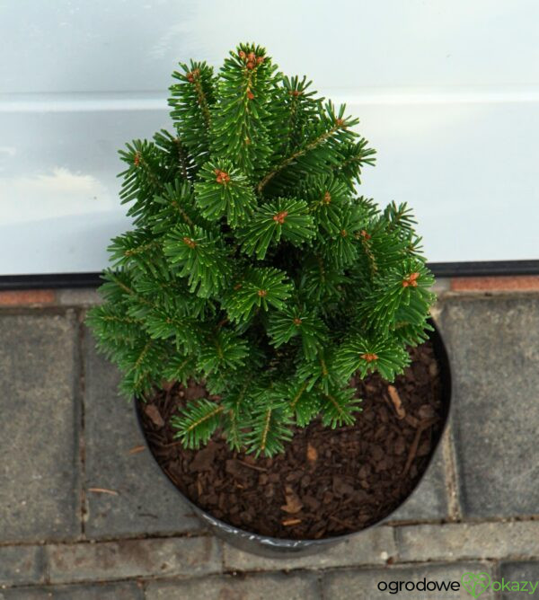 JODŁA POSPOLITA PYRAMIDALIS Abies alba