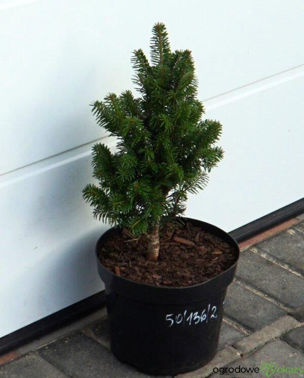 JODŁA POSPOLITA PYRAMIDALIS Abies alba