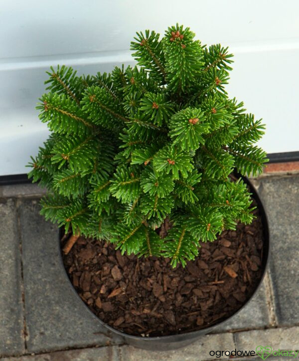 JODŁA POSPOLITA PYRAMIDALIS Abies alba