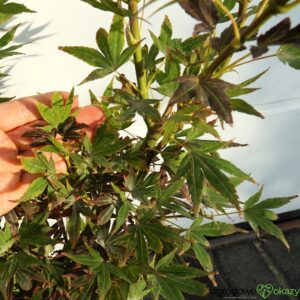 KLON PALMOWY BENI HOSHI Acer palmatum