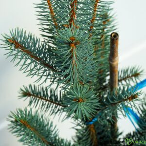 ŚWIERK KŁUJĄCY ISELI FASTIGIATE Picea pungens