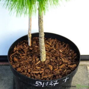 SOSNA SCHWERINA WIETHORST SDL WERNER Pinus x schwerinii