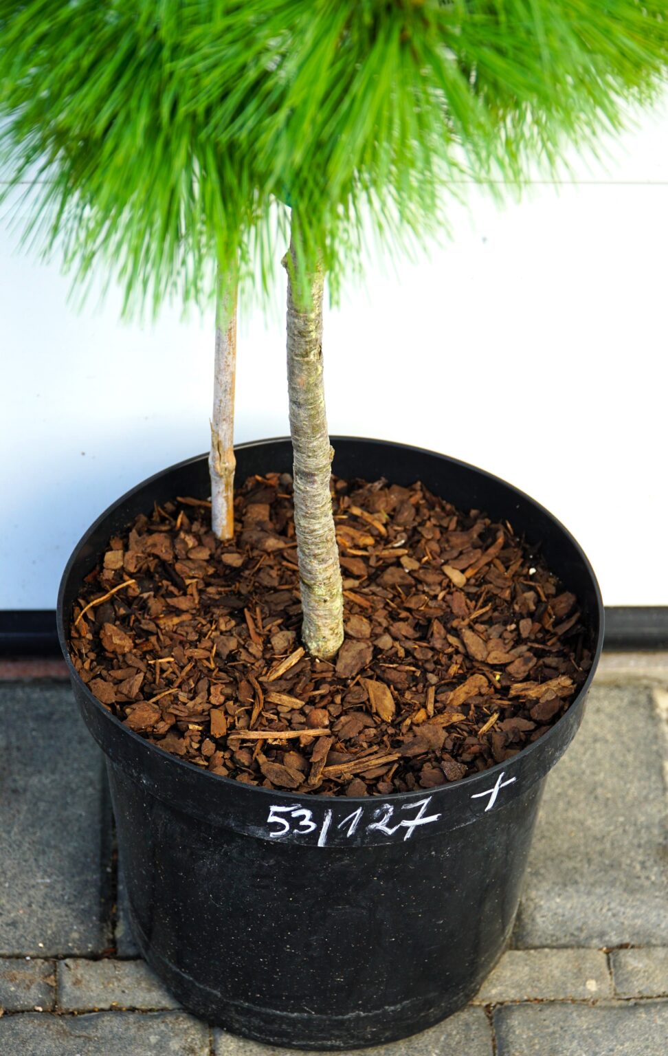 SOSNA SCHWERINA WIETHORST SDL WERNER Pinus x schwerinii