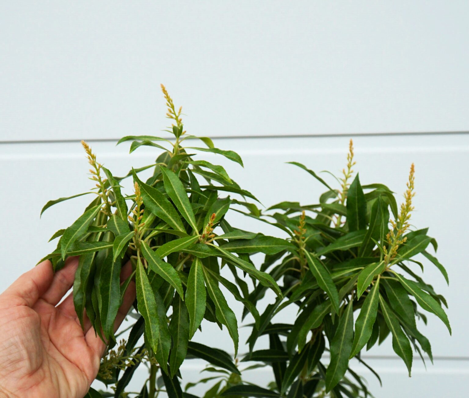 PIERIS JAPOŃSKI FOREST FLAME Pieris japonica