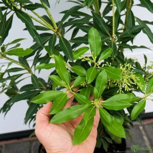 PIERIS JAPOŃSKI FOREST FLAME Pieris japonica