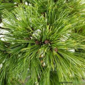 SOSNA WEJMUTKA MARY SWEENEY Pinus strobus