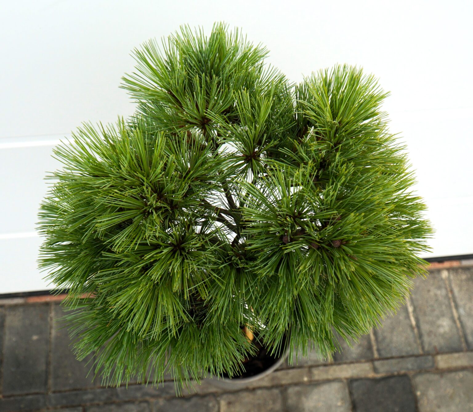 SOSNA WEJMUTKA MARY SWEENEY Pinus strobus
