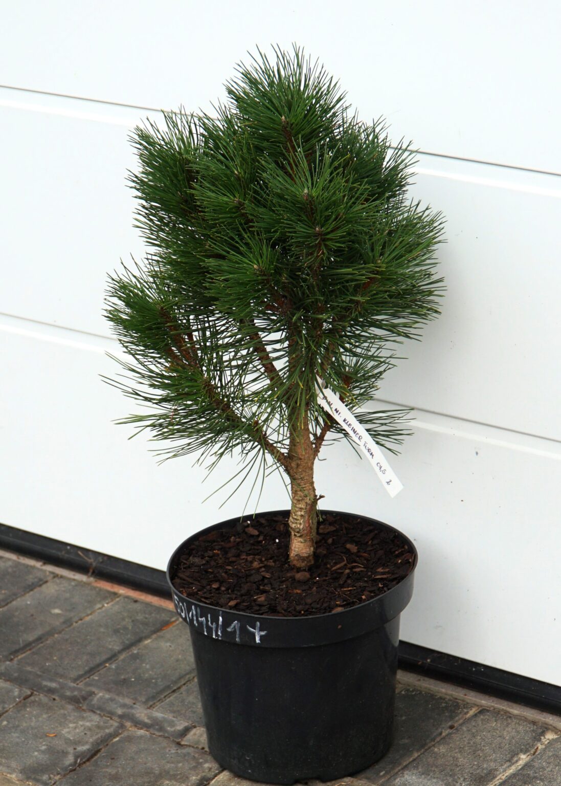 SOSNA CZARNA KLEINER TURM Pinus nigra