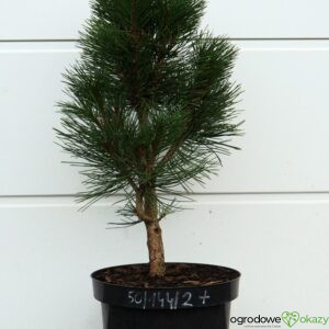 SOSNA CZARNA KLEINER TURM Pinus nigra