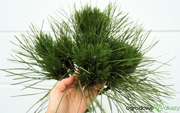 SOSNA CZARNA ROCKLEY WB Pinus nigra