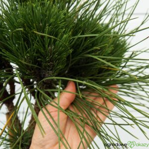 SOSNA CZARNA ROCKLEY WB Pinus nigra