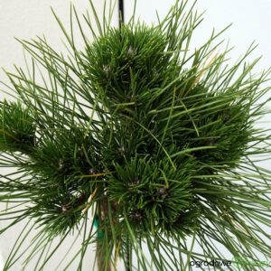 SOSNA CZARNA ROCKLEY WB Pinus nigra