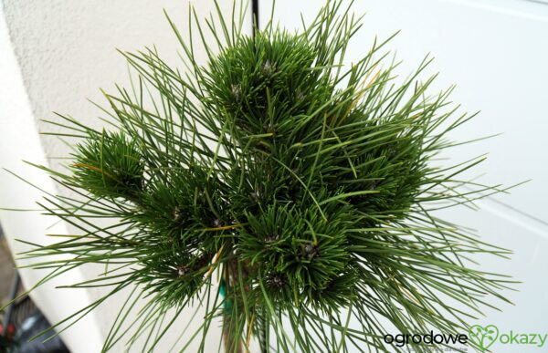 SOSNA CZARNA ROCKLEY WB Pinus nigra