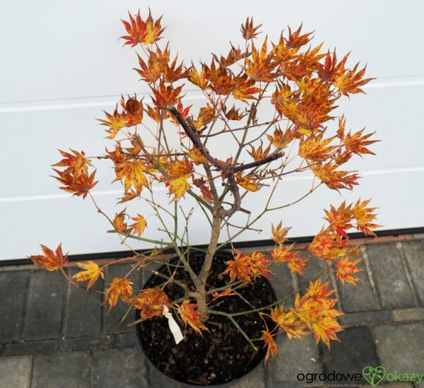 KLON SHIRASAWY AUTUMN MOON Acer shirasawanum