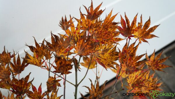 KLON SHIRASAWY AUTUMN MOON Acer shirasawanum