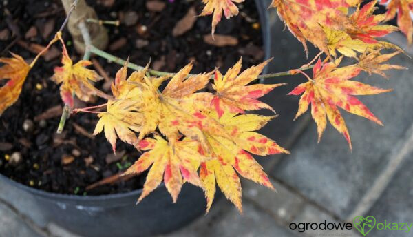 KLON SHIRASAWY AUTUMN MOON Acer shirasawanum