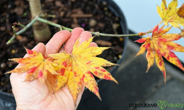 KLON SHIRASAWY AUTUMN MOON Acer shirasawanum