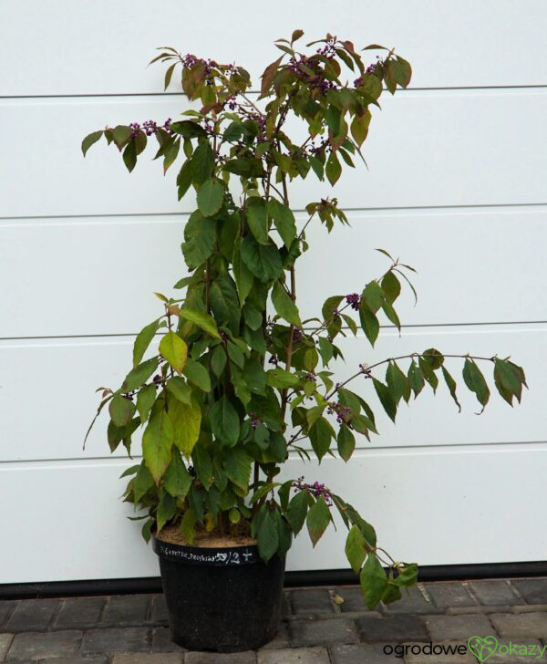 PIĘKNOTKA BODINIERA PROFUSION Callicarpa bodinieri