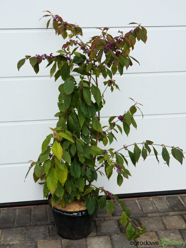 PIĘKNOTKA BODINIERA PROFUSION Callicarpa bodinieri