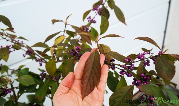 PIĘKNOTKA BODINIERA PROFUSION Callicarpa bodinieri