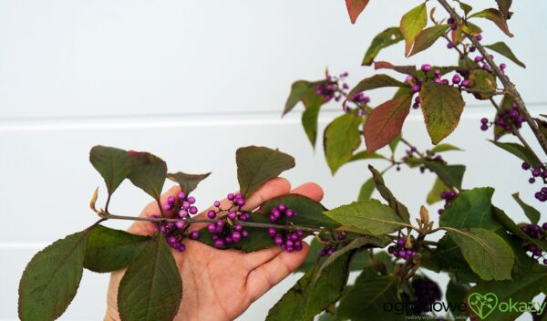 PIĘKNOTKA BODINIERA PROFUSION Callicarpa bodinieri