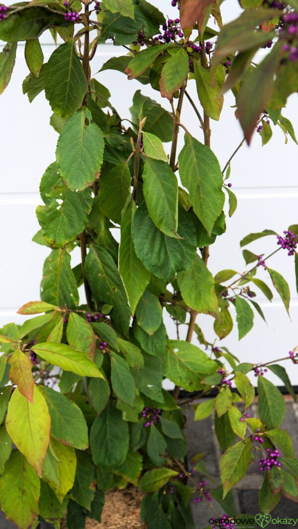 PIĘKNOTKA BODINIERA PROFUSION Callicarpa bodinieri