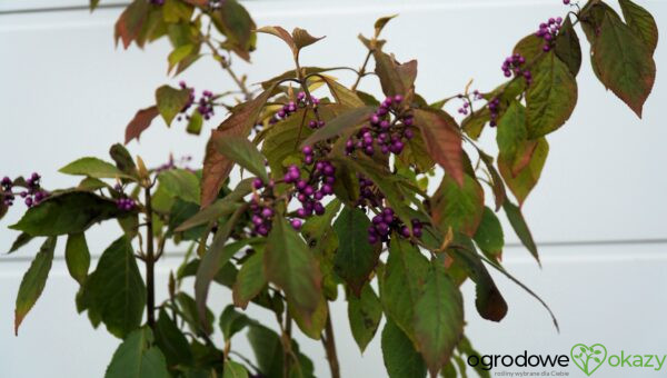 PIĘKNOTKA BODINIERA PROFUSION Callicarpa bodinieri