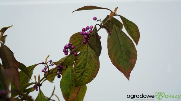 PIĘKNOTKA BODINIERA PROFUSION Callicarpa bodinieri