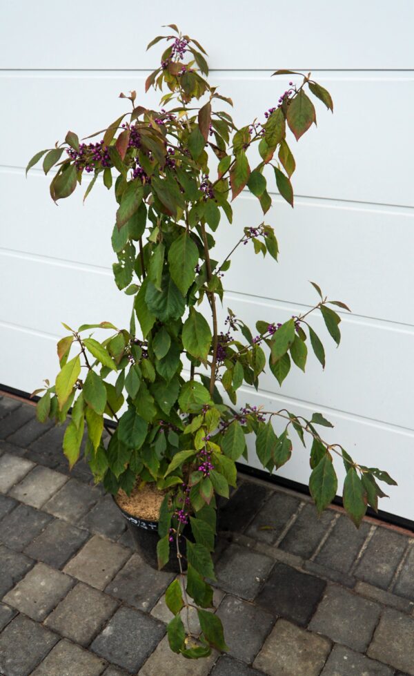 PIĘKNOTKA BODINIERA PROFUSION Callicarpa bodinieri