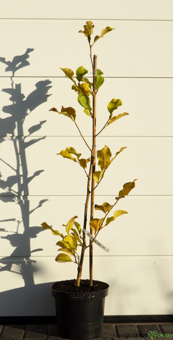 MAGNOLIA MARCH TILL FROST