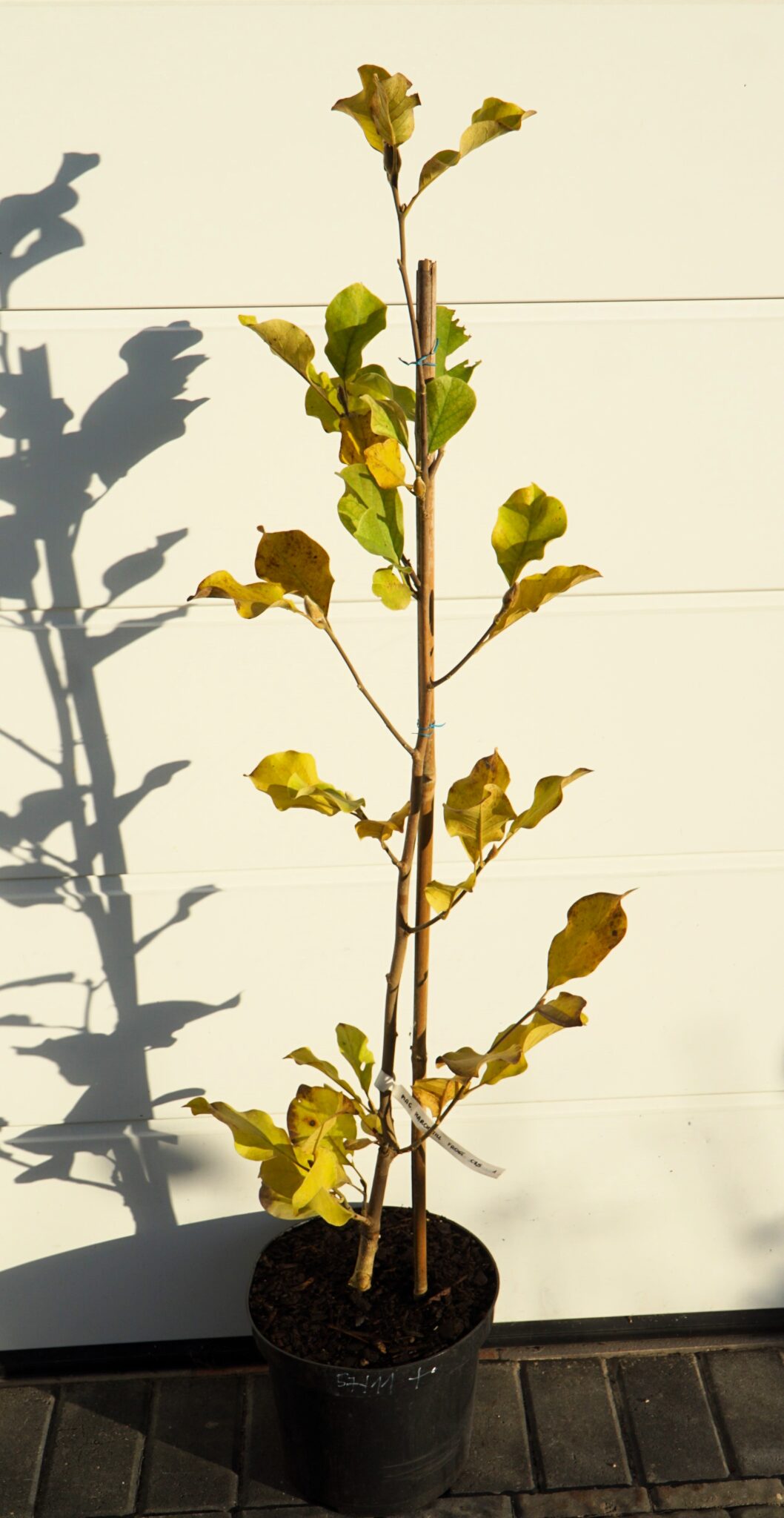 Magnolia march till frost magnolia march till frost ogrodowyokazy pl