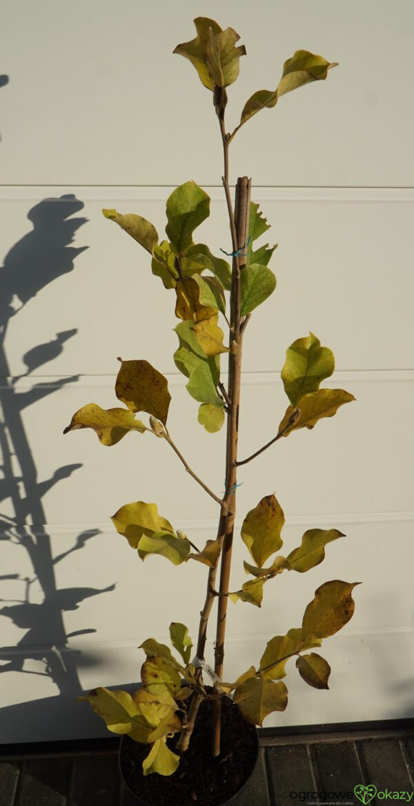 MAGNOLIA MARCH TILL FROST